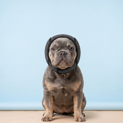 Orejeras antiruido para perros nerviosos