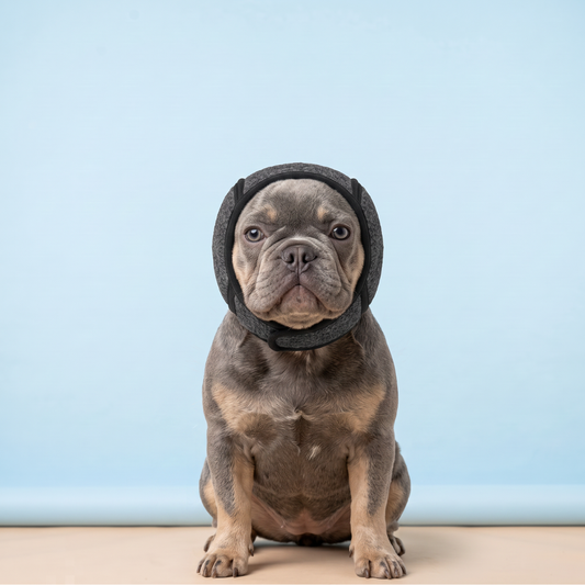 Orejeras antiruido para perros nerviosos